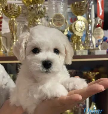 Szczenięta z rodowodem – wysoka jakość, piękna linia 4