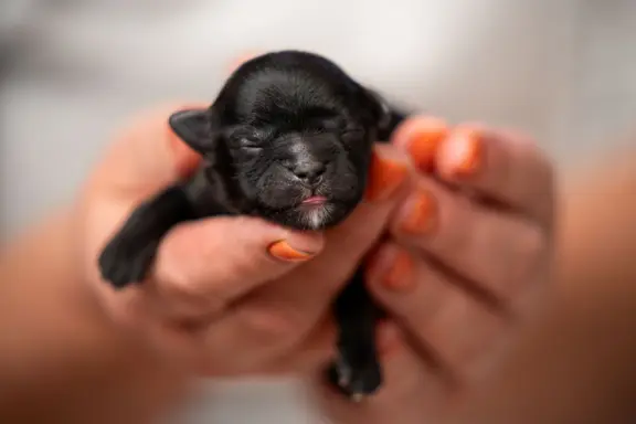 Hodowlą z historią i doświadczeniem poleca szczenięta 2