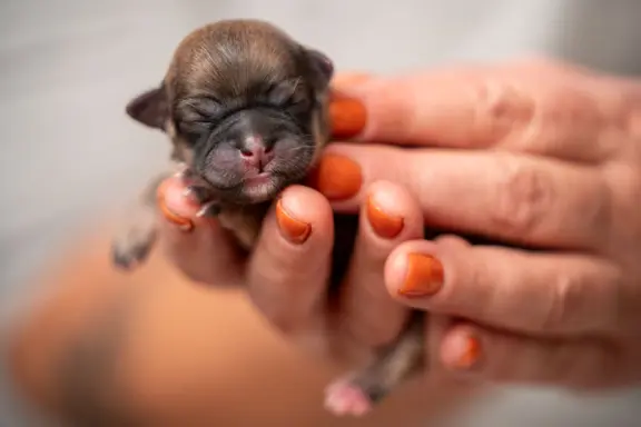 Hodowlą z historią i doświadczeniem poleca szczenięta 3