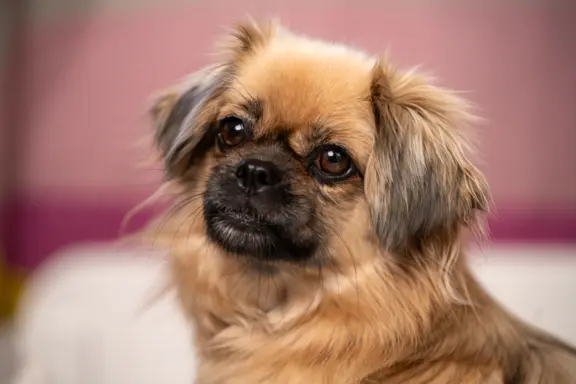 Hodowlą z historią i doświadczeniem poleca szczenięta 1