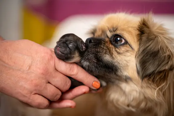 Hodowlą z historią i doświadczeniem poleca szczenięta 4