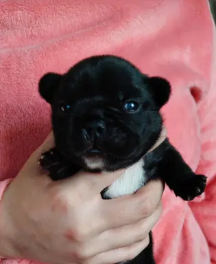 VOLT & VIVARO DE LA MAISON Real Passion FCI 1