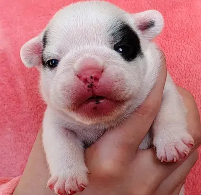 VOLT & VIVARO DE LA MAISON Real Passion FCI 2