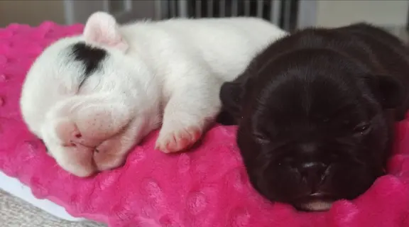 VOLT & VIVARO DE LA MAISON Real Passion FCI 3