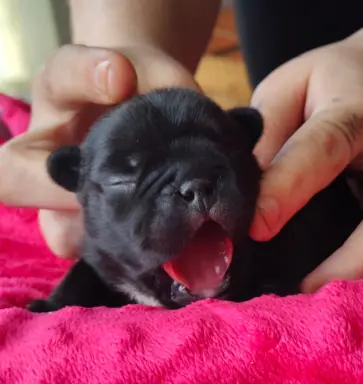 VOLT & VIVARO DE LA MAISON Real Passion FCI 4