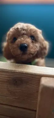 Pudel miniaturowy red 1