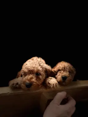 Pudel miniaturowy red 2