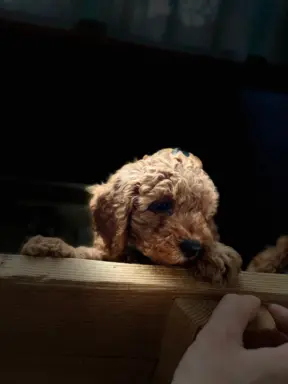 Pudel miniaturowy red 3