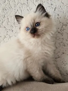 Urocze kocięta po utytułowanych rodzicach 3