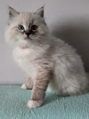 Urocze kocięta po utytułowanych rodzicach 2