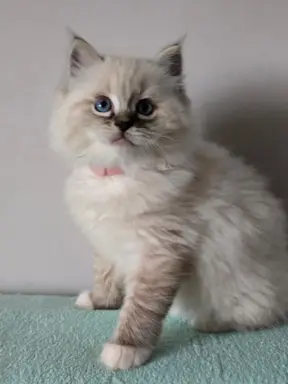 Urocze kocięta po utytułowanych rodzicach 7