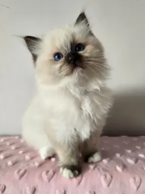 Urocze kocięta po utytułowanych rodzicach 8