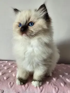 Urocze kocięta po utytułowanych rodzicach 1