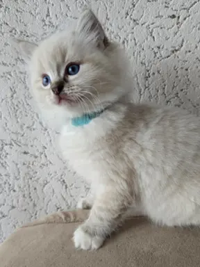 Urocze kocięta po utytułowanych rodzicach 5