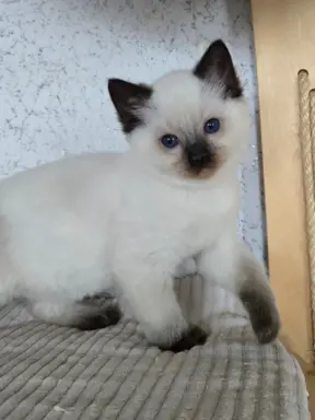 Urocze kocięta po utytułowanych rodzicach 6