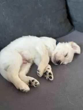 Gotowe na zmianę domu Misiaki 3