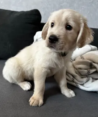 Gotowe na zmianę domu Misiaki 4