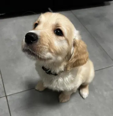 Gotowe na zmianę domu Misiaki 5