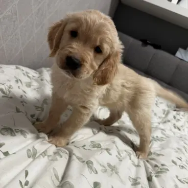 Gotowe na zmianę domu Misiaki 6