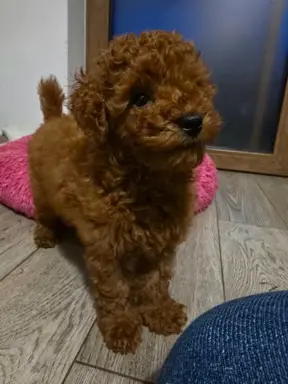 Pudel Toy red pudelek samiec 2