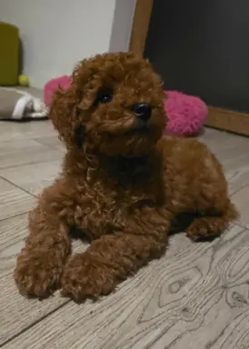 Pudel Toy red pudelek samiec 1