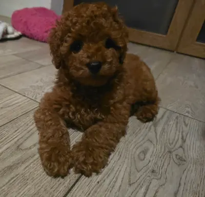 Pudel Toy red pudelek samiec 3