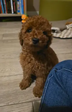 Pudel Toy red pudelek samiec 4