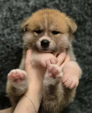 Akita-inu Japońska szczenięta rodowód ZKwP/FCI 1