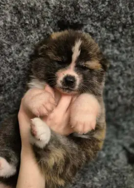 Akita-inu Japońska szczenięta rodowód ZKwP/FCI 3