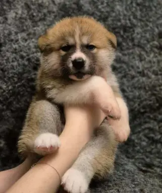 Akita-inu Japońska szczenięta rodowód ZKwP/FCI 4