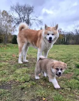 Akita-inu Japońska szczenięta rodowód ZKwP/FCI 5