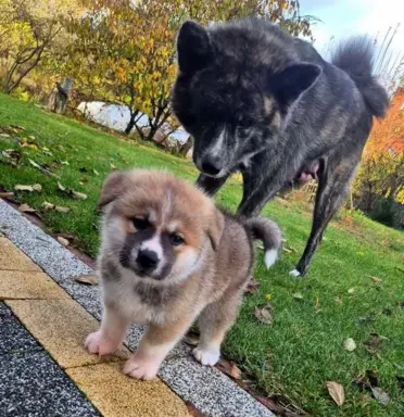 Akita-inu Japońska szczenięta rodowód ZKwP/FCI 6