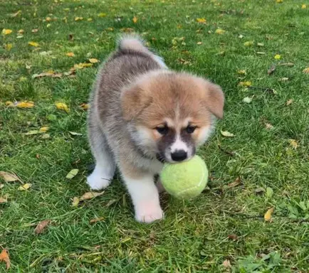 Akita-inu Japońska szczenięta rodowód ZKwP/FCI 8