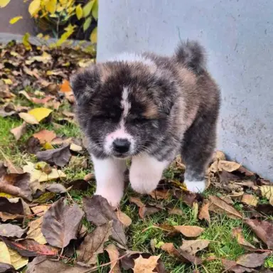Akita-inu Japońska szczenięta rodowód ZKwP/FCI 9