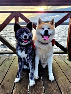 Akita-inu Japońska szczenięta rodowód ZKwP/FCI 10