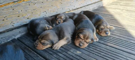 Szczenięta Ogar Polski 1