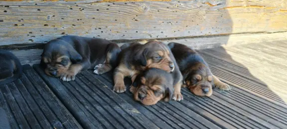 Szczenięta Ogar Polski 2