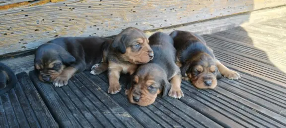 Szczenięta Ogar Polski 3