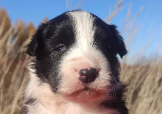 Rasowa suczka BORDER COLLIE z Hodowli - pełną dok. 1