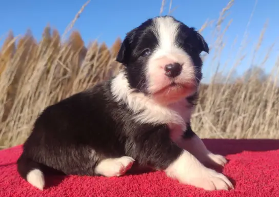 Rasowa suczka BORDER COLLIE z Hodowli - pełną dok. 2