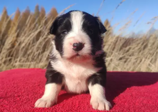 Rasowa suczka BORDER COLLIE z Hodowli - pełną dok. 3