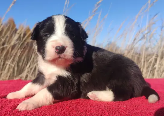 Rasowa suczka BORDER COLLIE z Hodowli - pełną dok. 4
