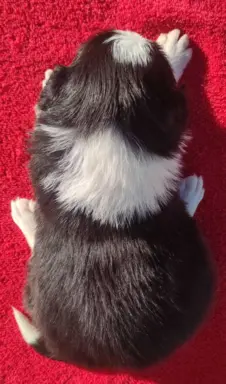 Rasowa suczka BORDER COLLIE z Hodowli - pełną dok. 5