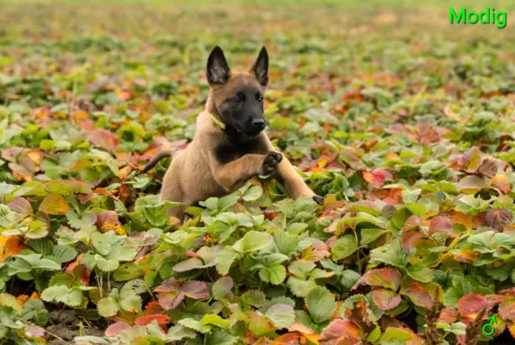 Owczarek Belgijski Malinois - szczeniak 1
