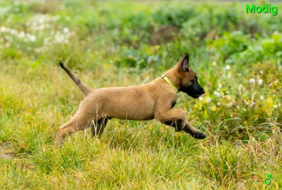 Owczarek Belgijski Malinois - szczeniak 2