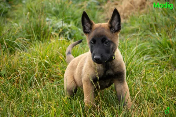 Owczarek Belgijski Malinois - szczeniak 3