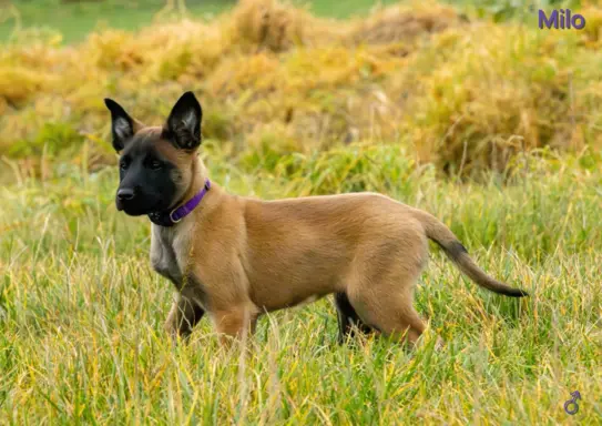 Owczarek Belgijski Malinois - szczeniak 5