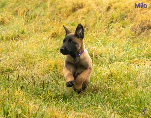 Owczarek Belgijski Malinois - szczeniak 6