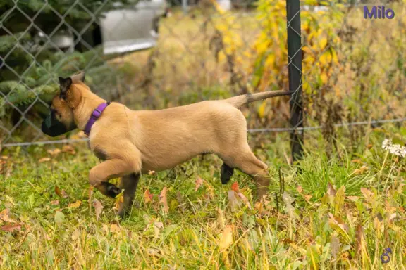 Owczarek Belgijski Malinois - szczeniak 7
