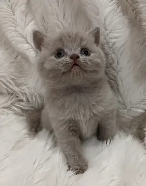 Kotka/kocur kot brytyjski rodowód FPL 2